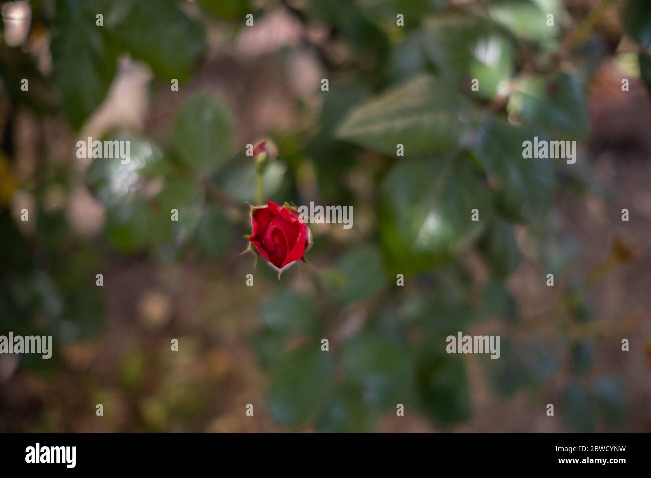 Close up of red rose in the garden Stock Photo - Alamy