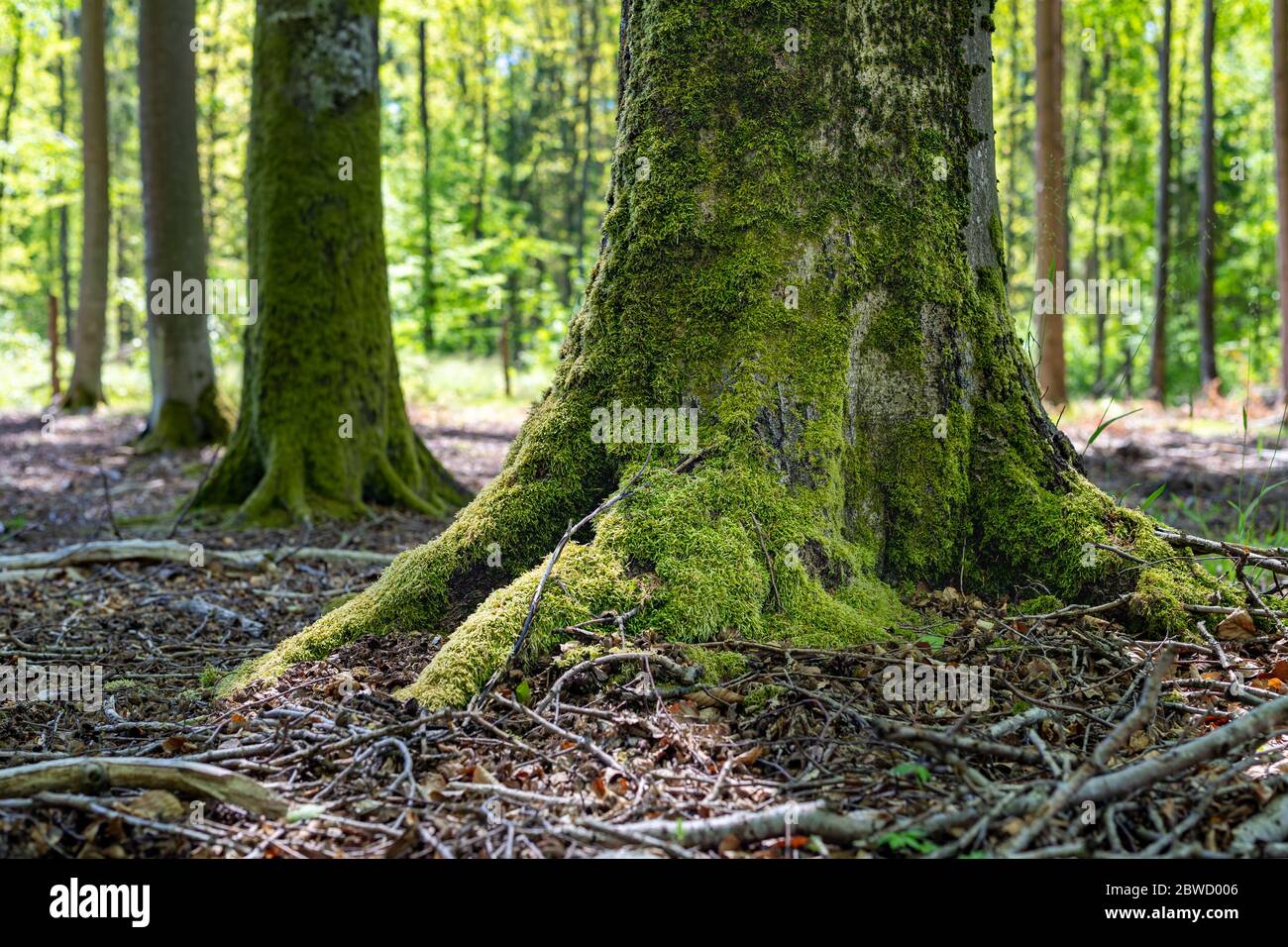 Deciduous tree trunk. Beech tree bark in a deciduous forest. Spring ...