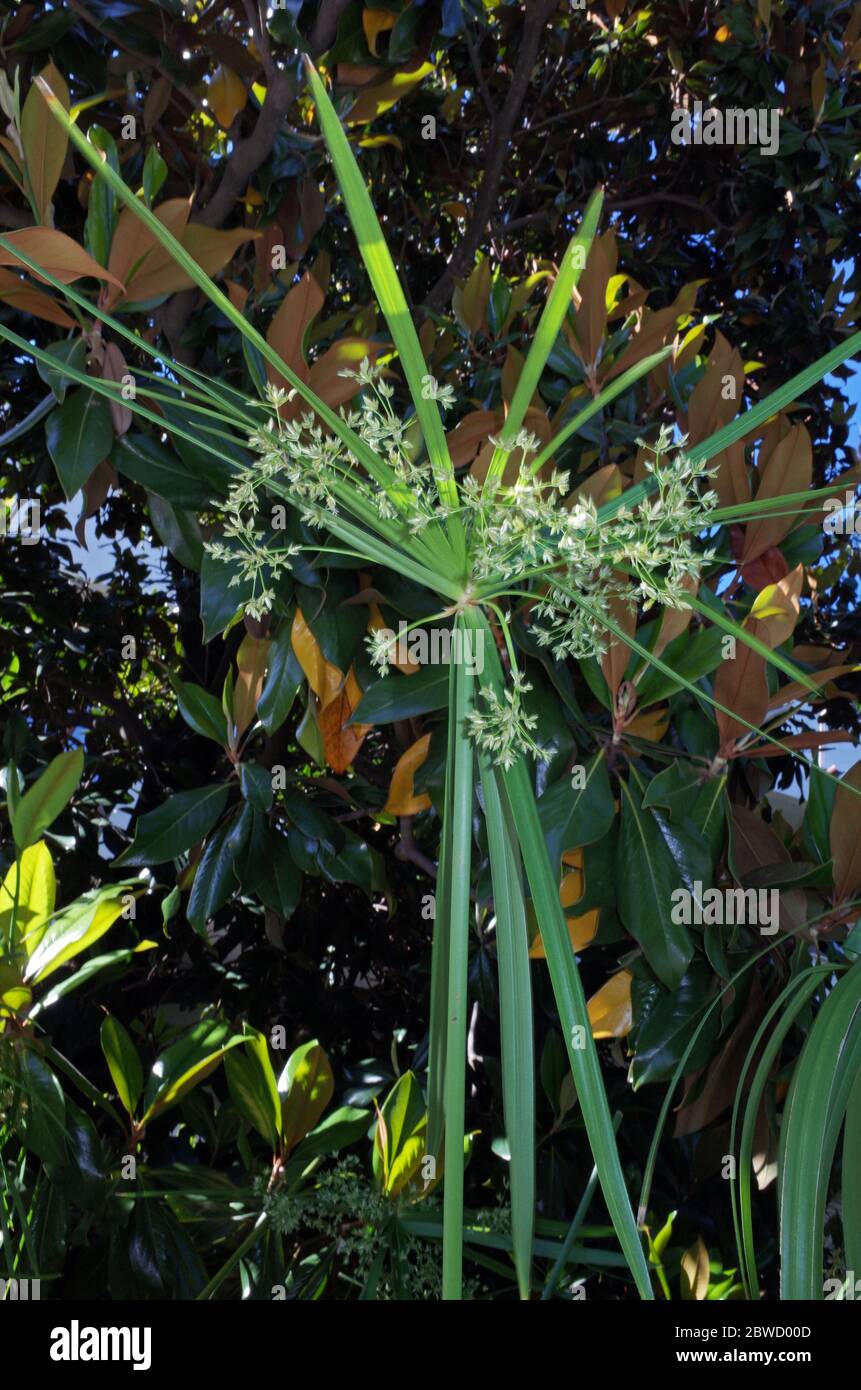 Bulrush (cyperus papyrus) closeup in Sardinian garden Stock Photo Alamy