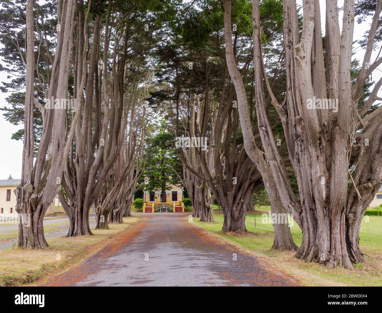 Árboles monumentales. Ribadeo. Lugo. Galicia. España Stock Photo