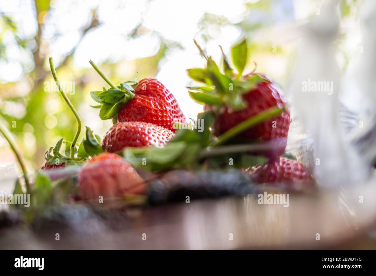 Mulberry bag hi-res stock photography and images - Page 3 - Alamy