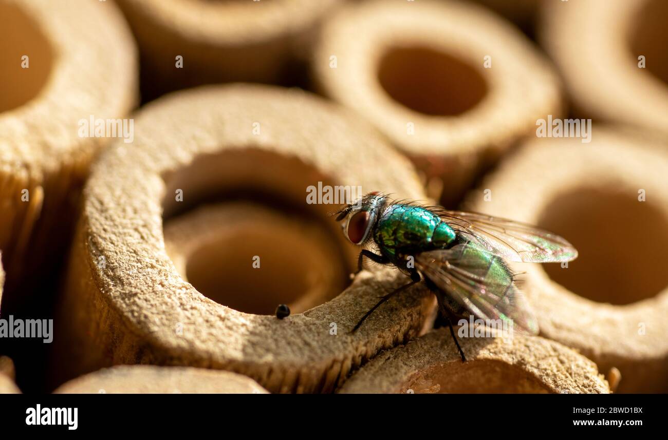 Gold fly hi-res stock photography and images - Alamy