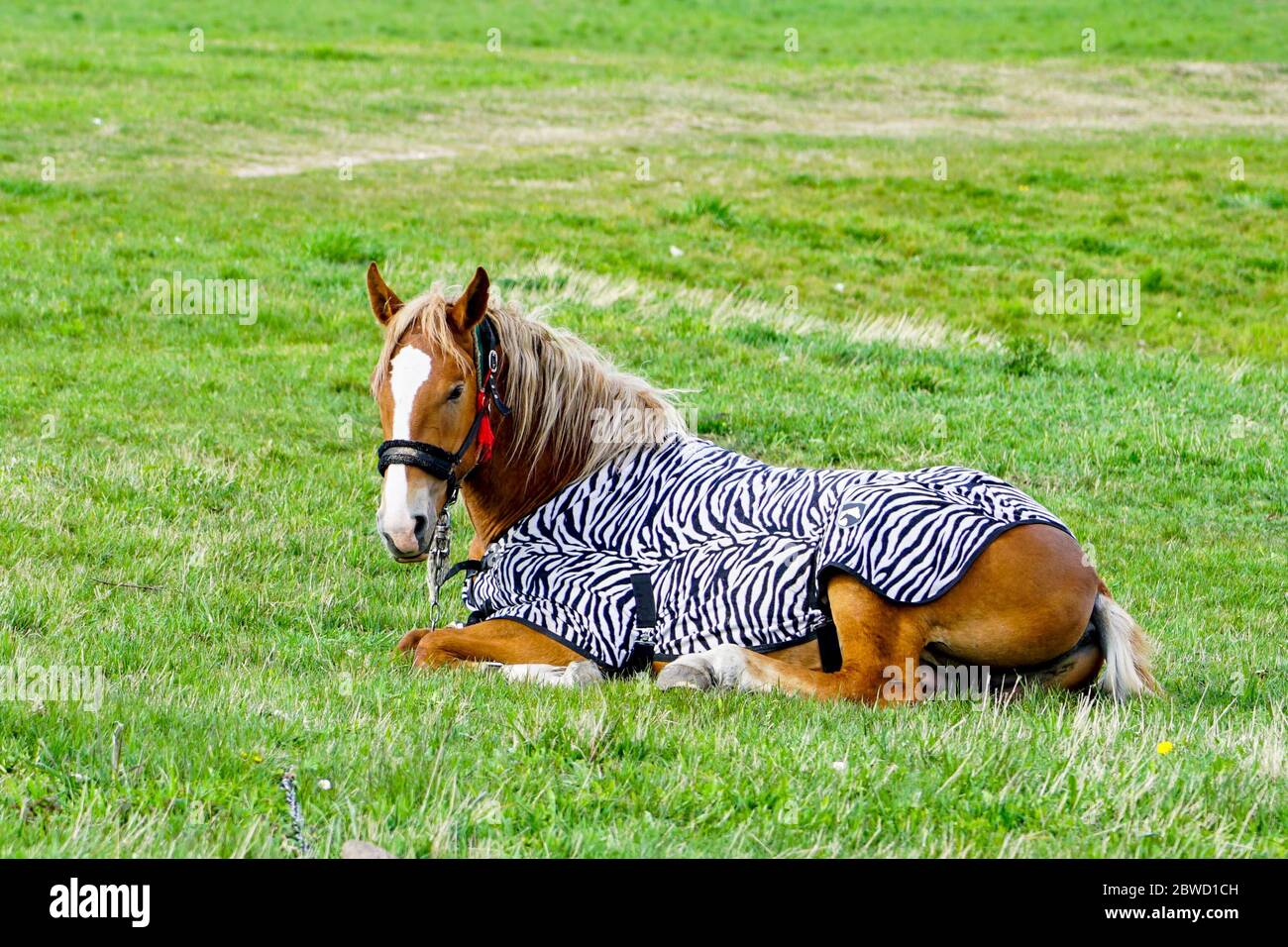 Horse Lying Down Sleeping High Resolution Stock Photography And Images Alamy,Maple Trees In Fall