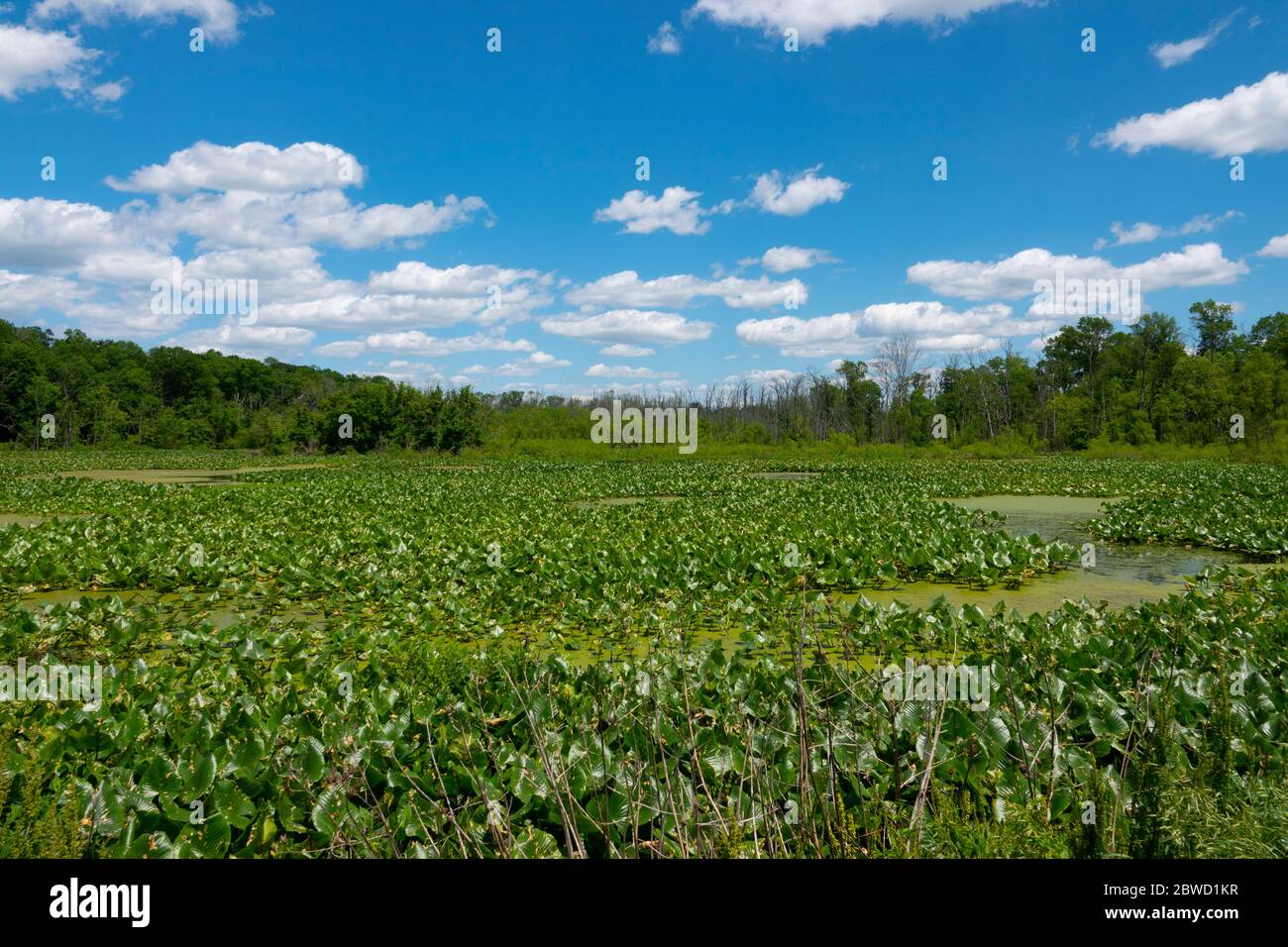 USA Maryland MD McKee Beshers Wildlife Management Area pond Montgomery County Park Stock Photo