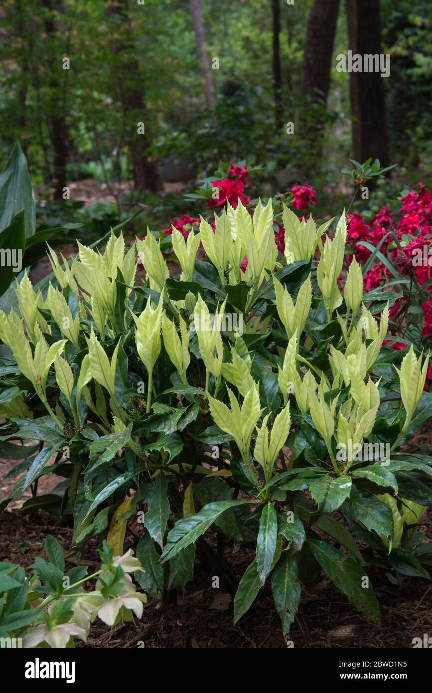Aucuba japonica 'Natsu-no-Kumo' Stock Photo
