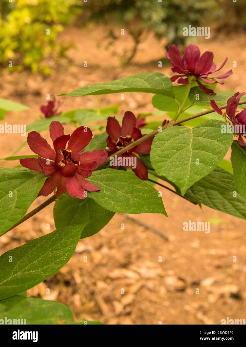 Calycanthus raulstonii ‘Hartlage Wine’ Stock Photo