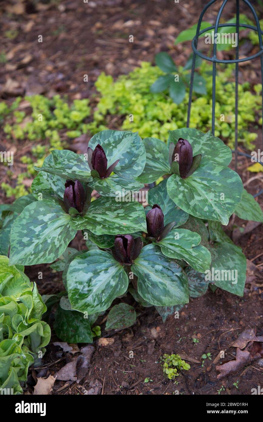 Trillium sessile Stock Photo