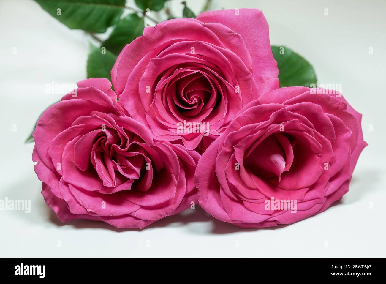Three pink roses isolated on white background closeup. Stock Photo