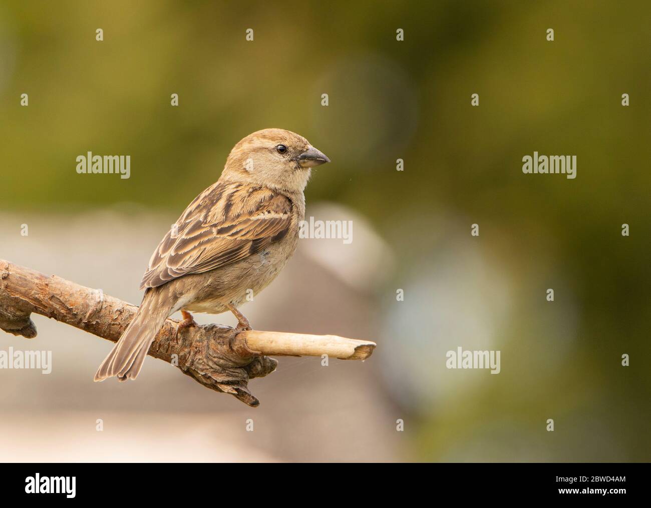 House Sparrow, Passer domesticus, perched on a branch in the British Countryside, June, Summer 2020 Stock Photo