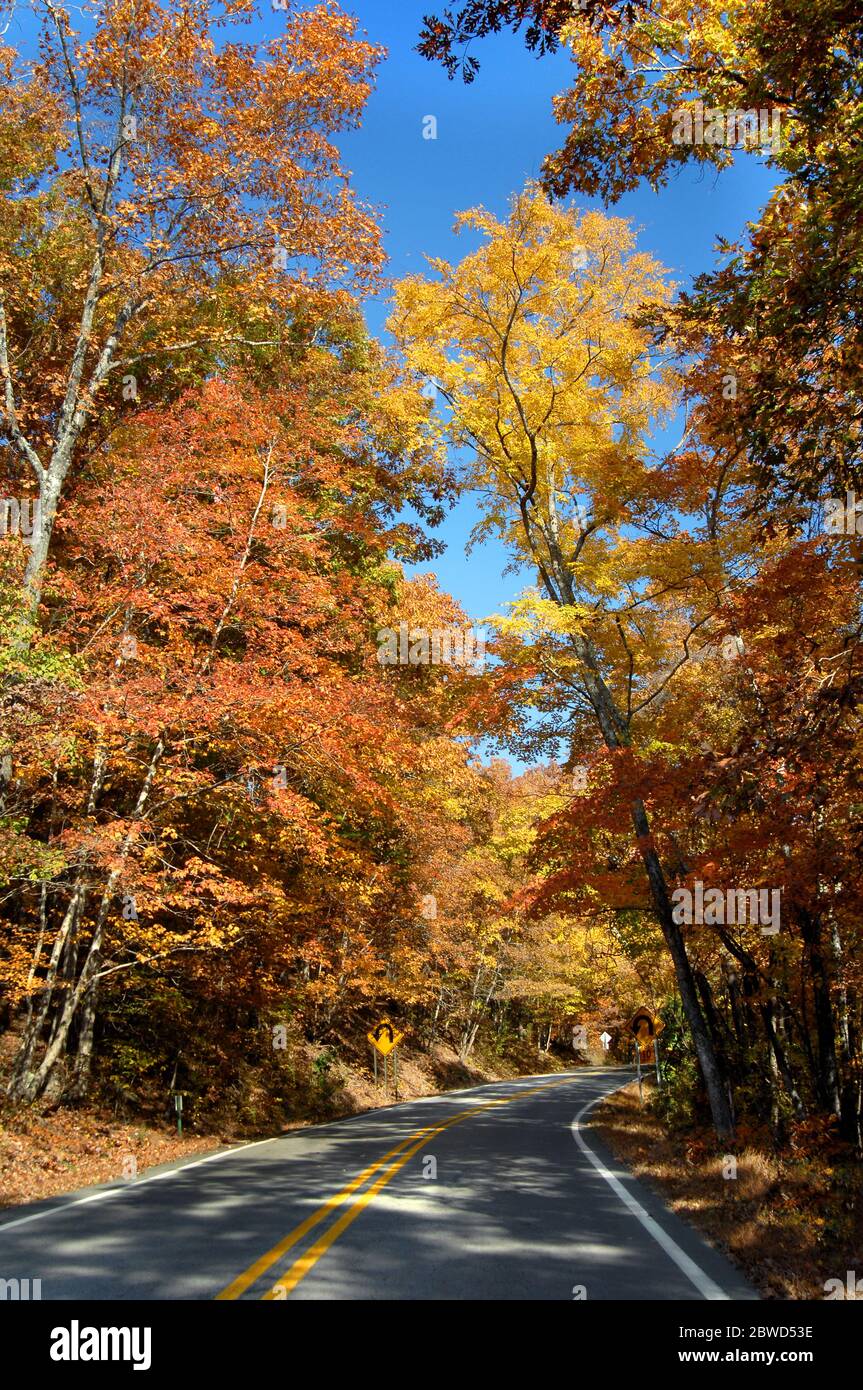 Highway 23, also known as the Pig Trail, disappears around a curve.  Fall foliage has turned the Ozark National Forest into colors of orange and gold. Stock Photo