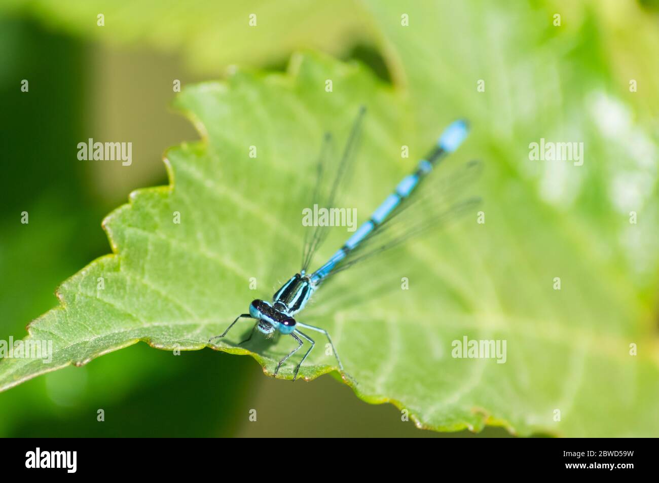 Common blue damselfly, Enallagma cyathigerum, on green leaf Stock Photo ...