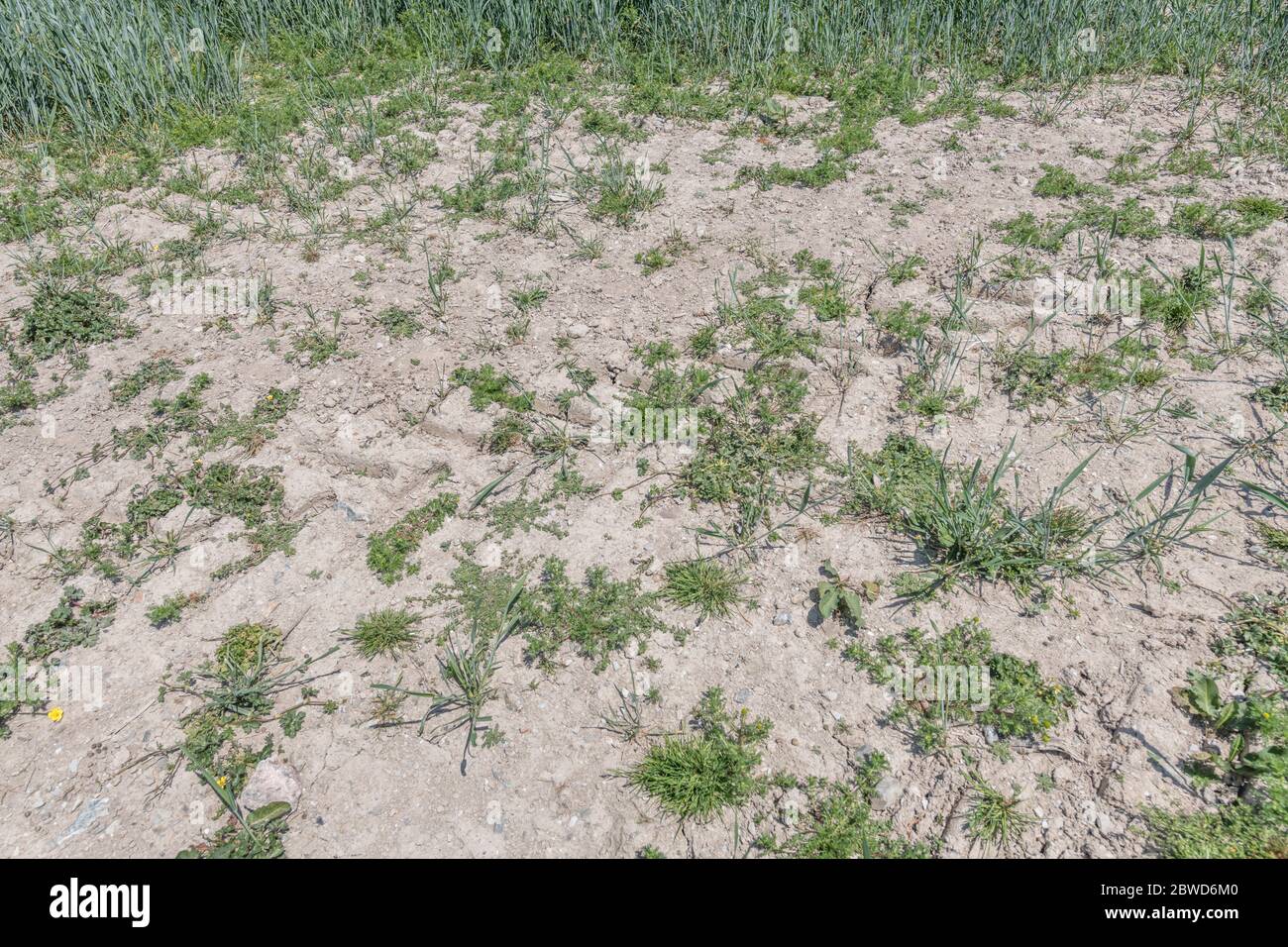 Patch of very dry soil in wheat field infested by common UK
