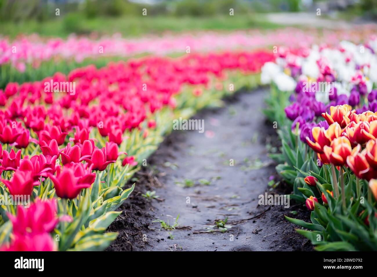 beautiful blooming colorful tulips field with ground Stock Photo - Alamy