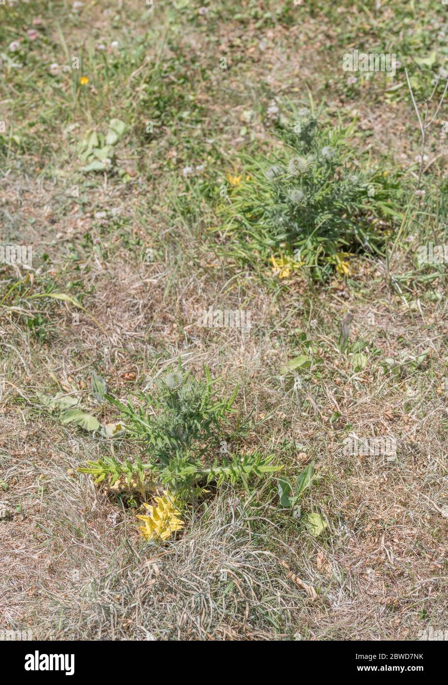Dying Spear Thistle / Cirsium vulgare plant poisoned by some herbicide in field area. Troublesome UK agricultural weed. Death by poisoning concept. Stock Photo