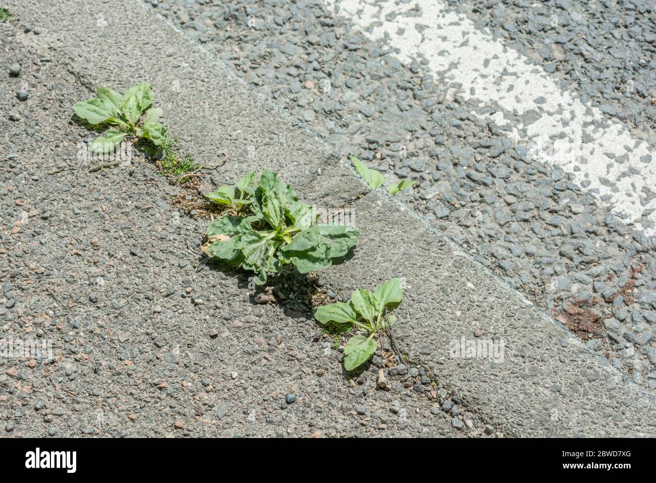 Leaves of Greater Plantain / Plantago major plant growing in cracks in a rural tarmac road. Metaphor harsh growing conditions, tough conditions. Stock Photo