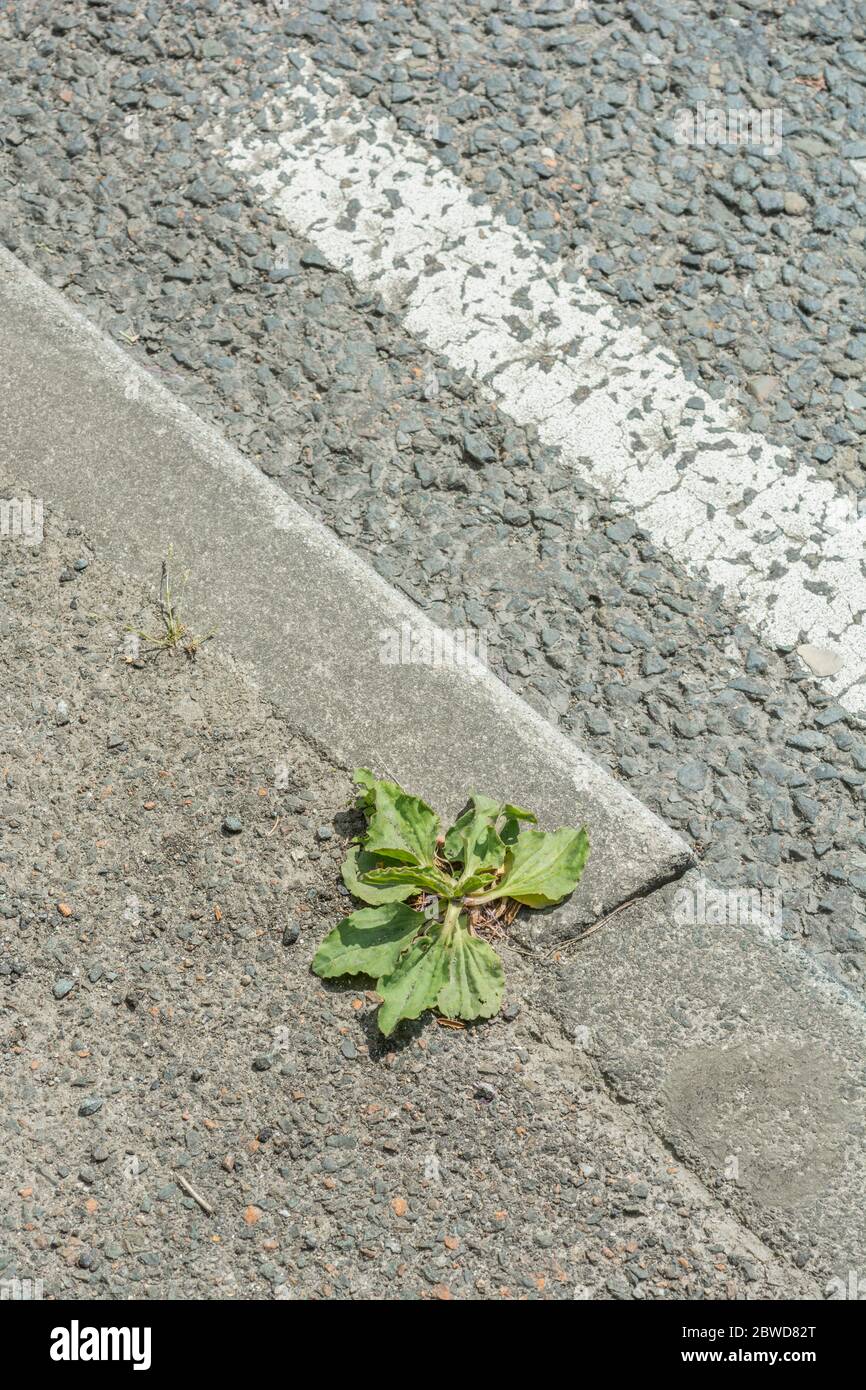 Leaves of Greater Plantain / Plantago major plant growing in cracks in a rural tarmac road. Metaphor harsh growing conditions, tough conditions. Stock Photo