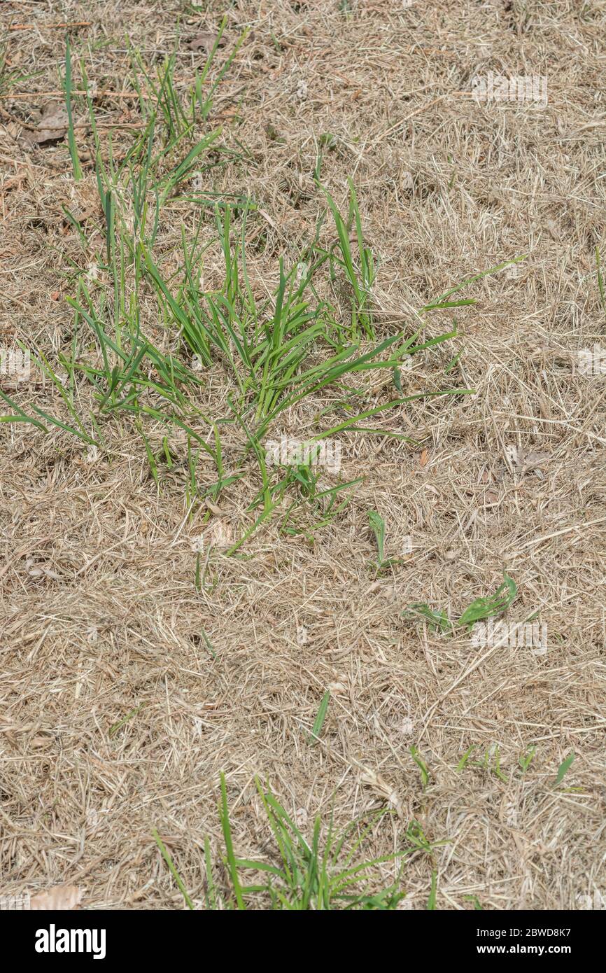 Roadside grass verge where new grass shoots are emerging through the