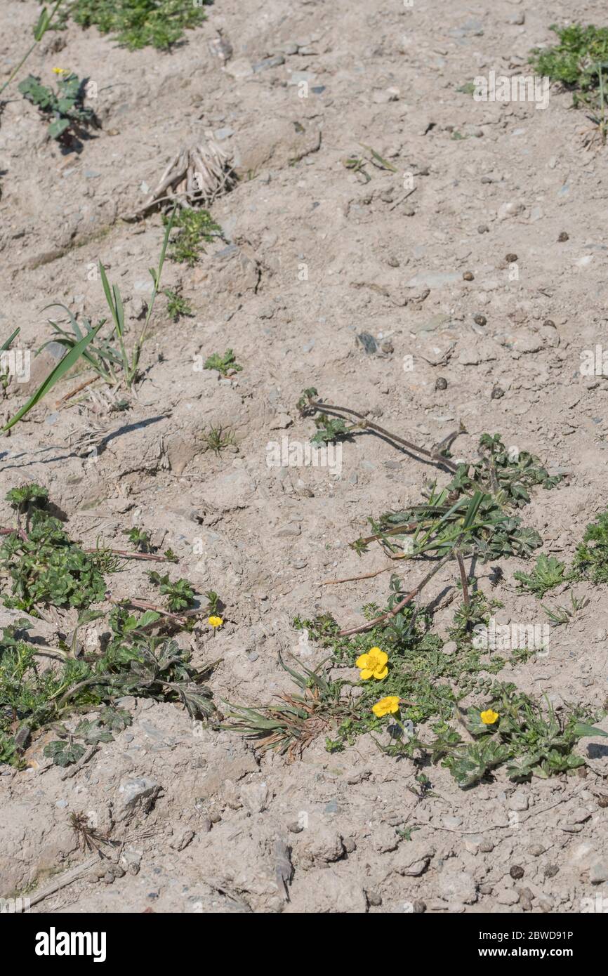 Patch of very dry soil in wheat field infested by common UK agricultural weeds like Buttercup / Ranunculus. Parched earth, dried up soil in UK. Stock Photo