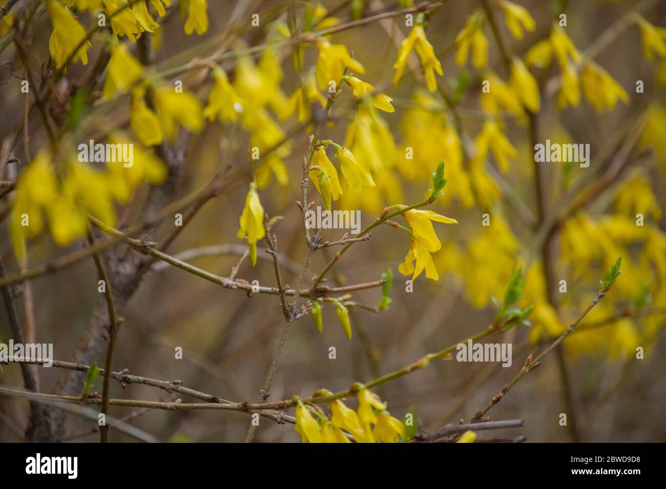 flowering of broom in spring, yellow flower flowering in spring Stock