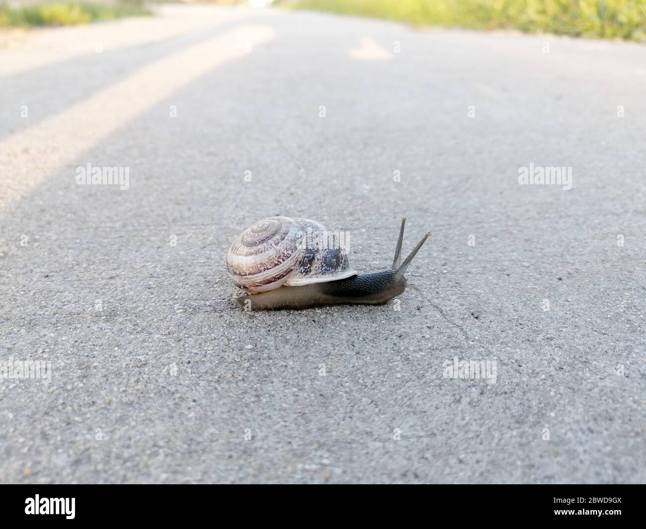 snail on asphalt with unfocused background Stock Photo