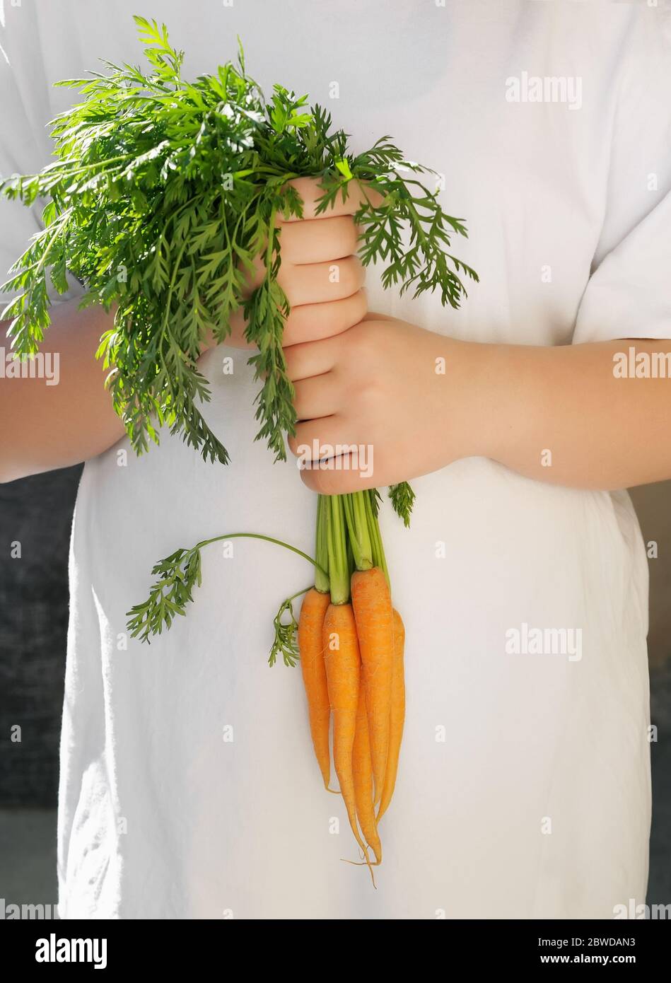 Hand picked fresh bunch of  ecological сarrot. Carrot with leaf.  Healthy organic food.Vertical orientation. Stock Photo