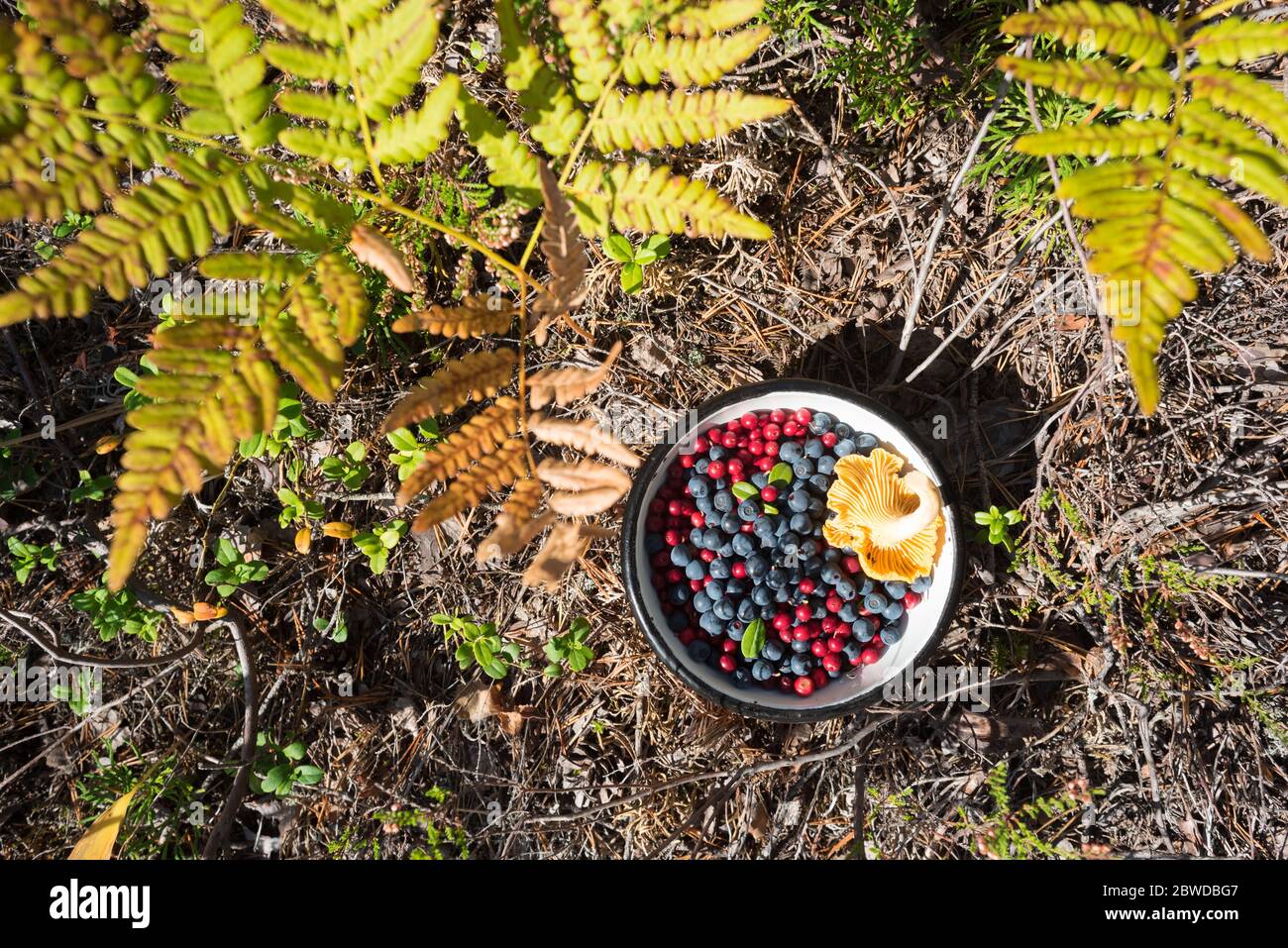 Bowl of forest berries (wild blueberries, lingonberries) with a chanterelle on the ground beside ferns. Stock Photo