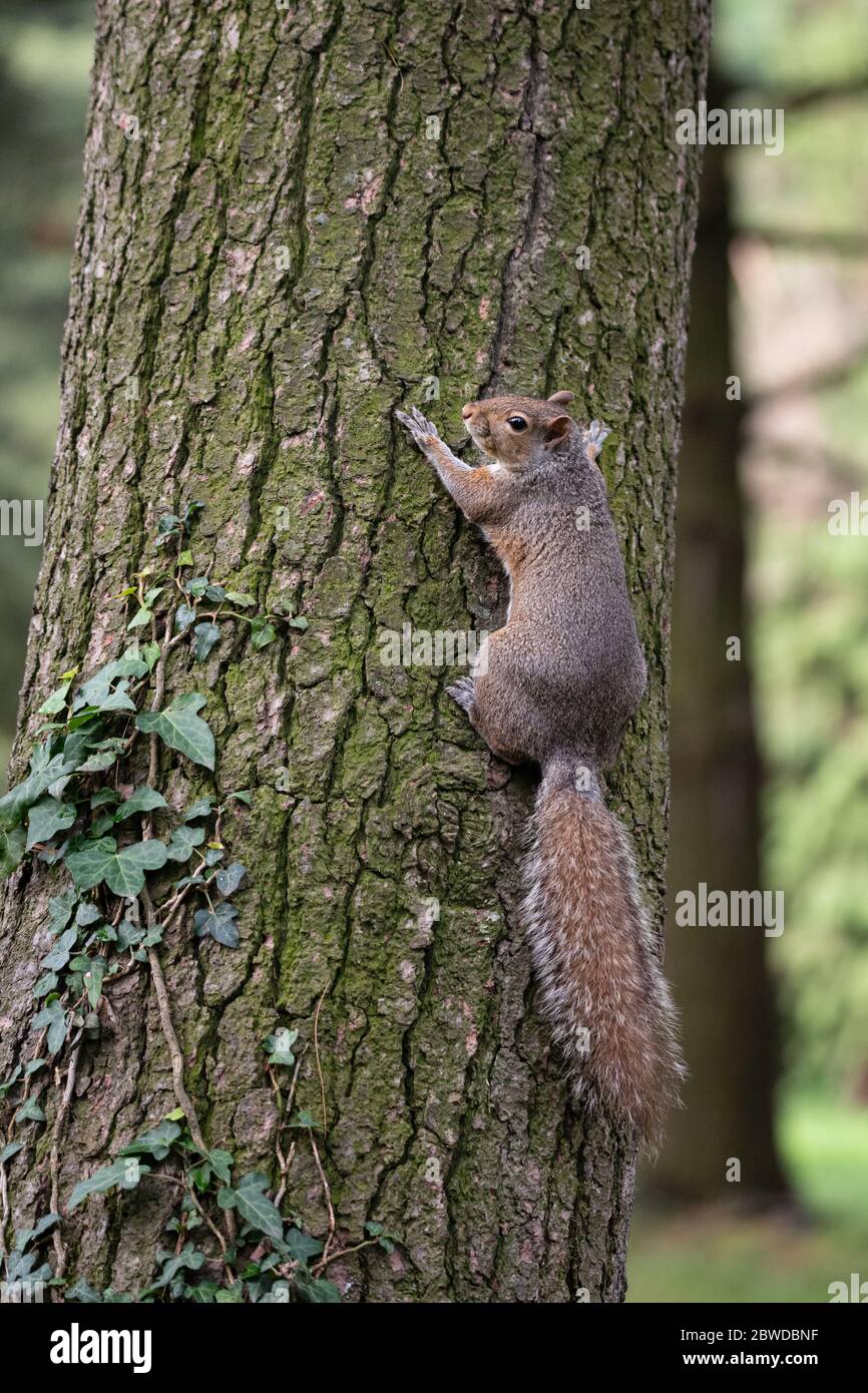 Gray squirrel clinging to a tree trunk in a park Stock Photo