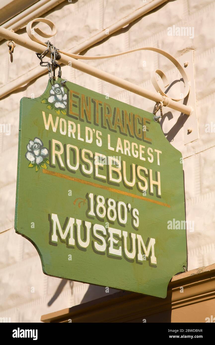 Tombstone arizona rose tree museum hires stock photography and images