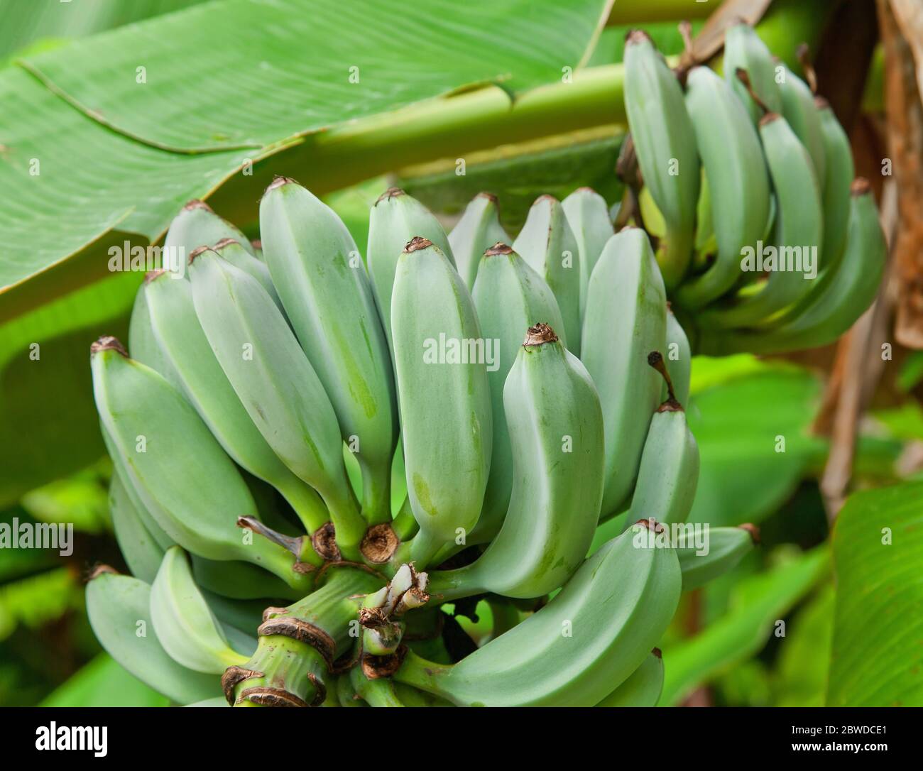 Bananas Blue Java Also Known As Ice Cream Banana Tree Maturing On Plant Musa F Musaceae Stock Photo Alamy