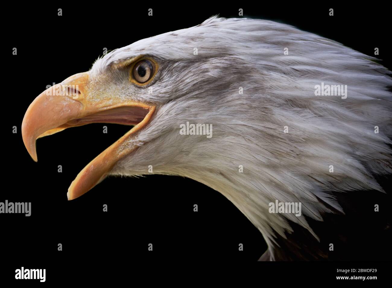 Close-up of screaming bald eagle (Haliaeetus leucocephalus) isolated on black background Stock Photo