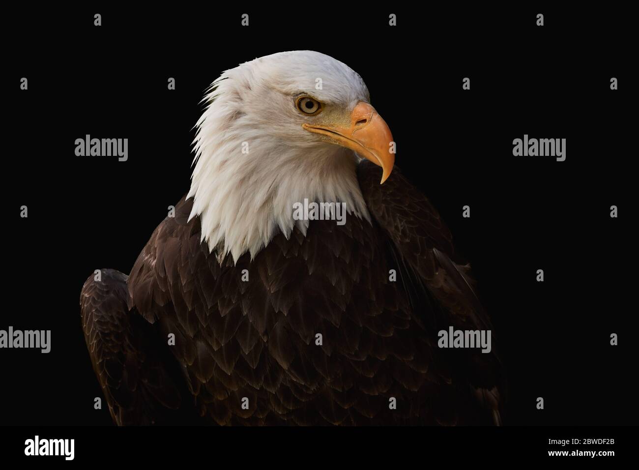 Close-up of a bald eagle (Haliaeetus leucocephalus), the symbol of strength and freedom of America. Stock Photo