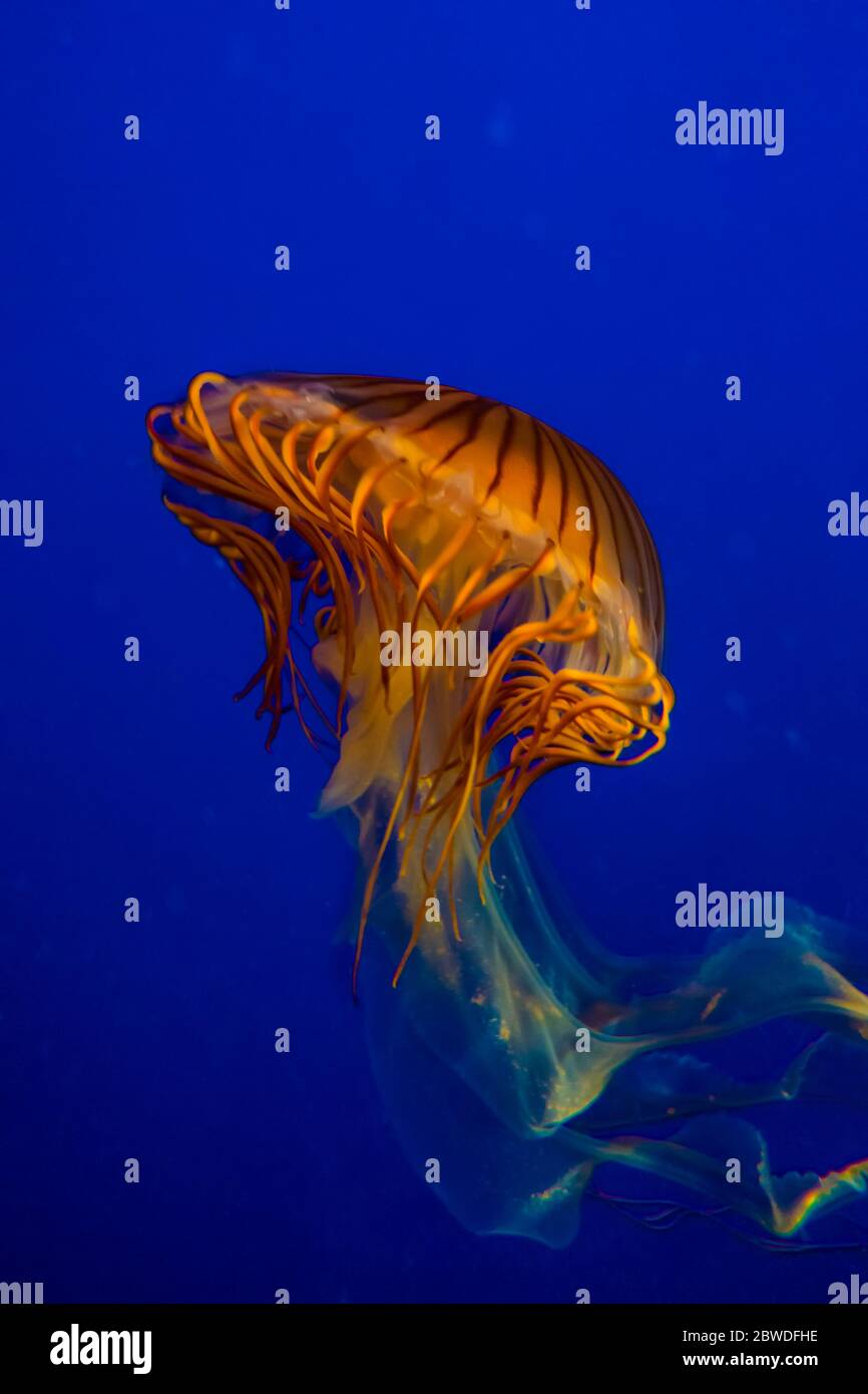 Pacific sea nettle jellyfish copy space Stock Photo