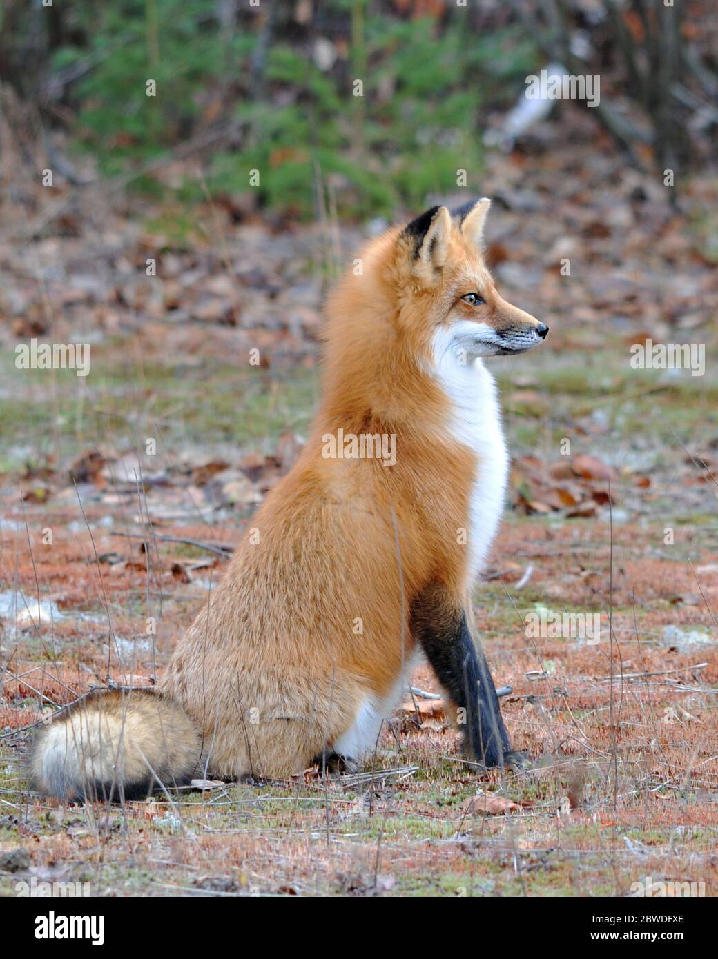 Red Fox Animal Close Up Profile Side View In The Forest With Trees