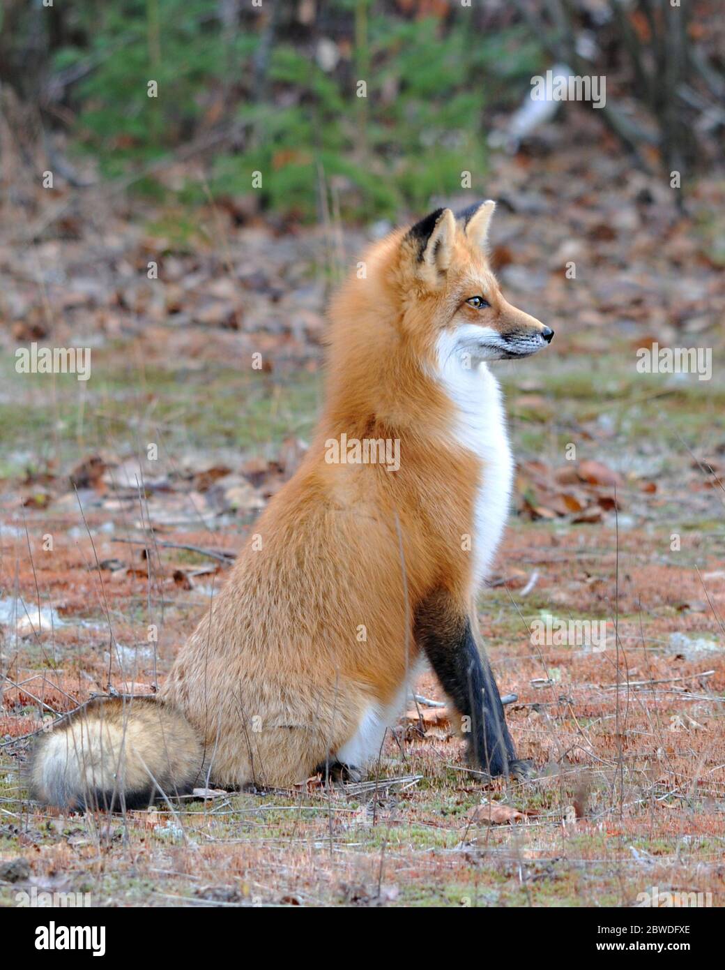 Red fox animal close-up profile side view in the forest with trees background sitting and looking to the right with full body and bushy tail Stock Photo - Alamy Red fox animal close-up profile side view in the forest with trees background sitting and looking to the right with full body and bushy tail Stock Photo - Alamy