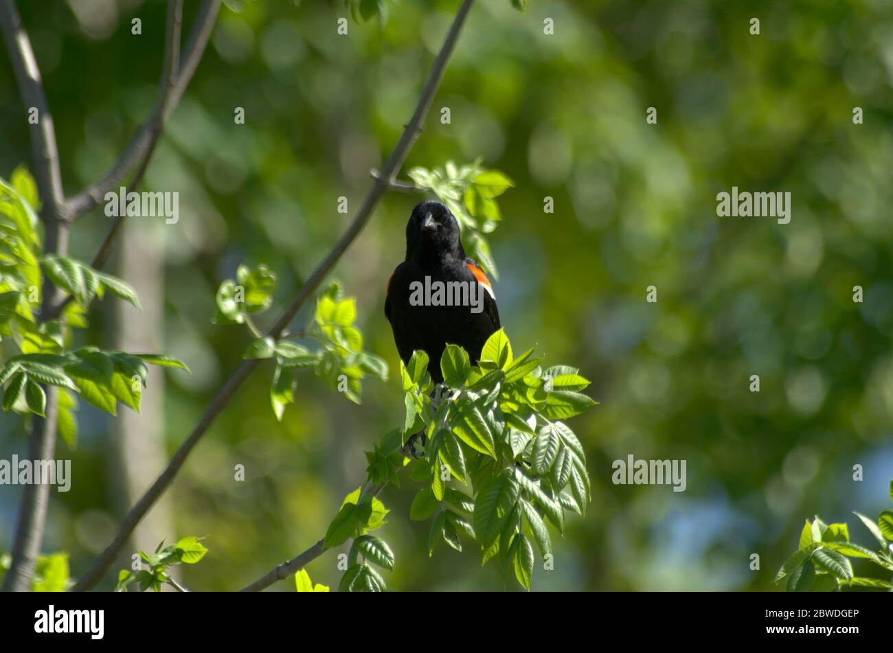 A male Red-winged Blackbird (Agelaius phoeniceus) perched on a tree branch Stock Photo