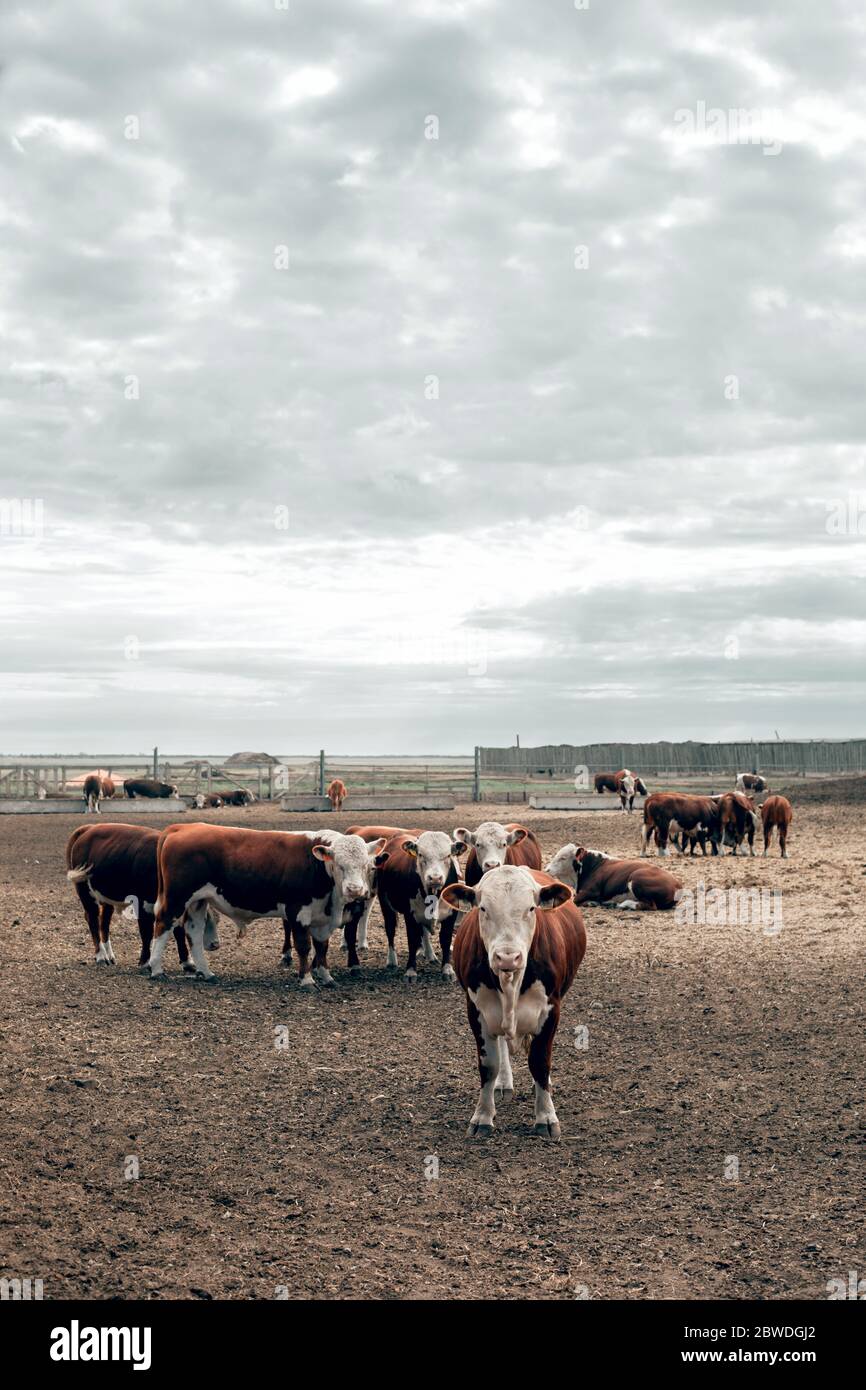 Breed of red white beef cattle hi-res stock photography and images - Alamy