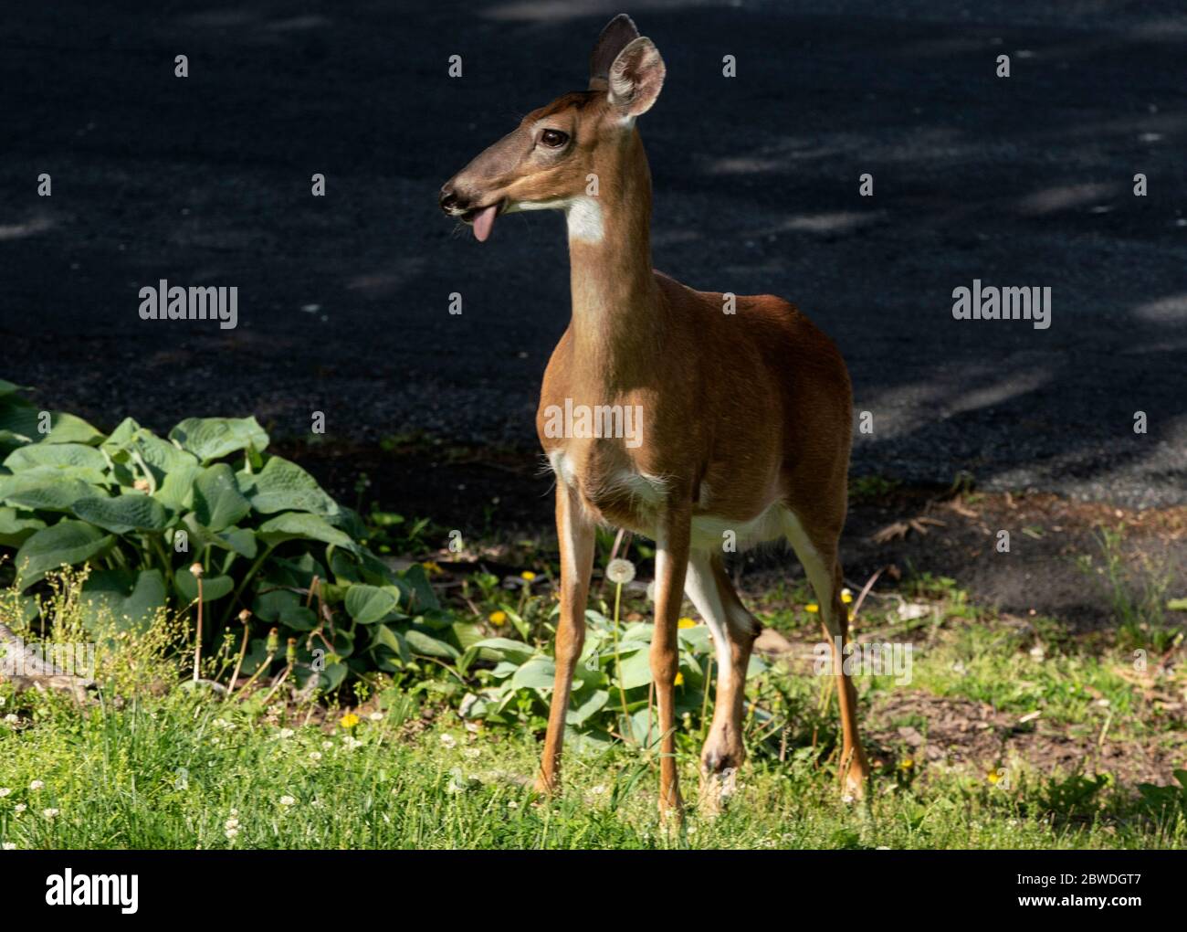 Deer in the neighborhood Stock Photo - Alamy