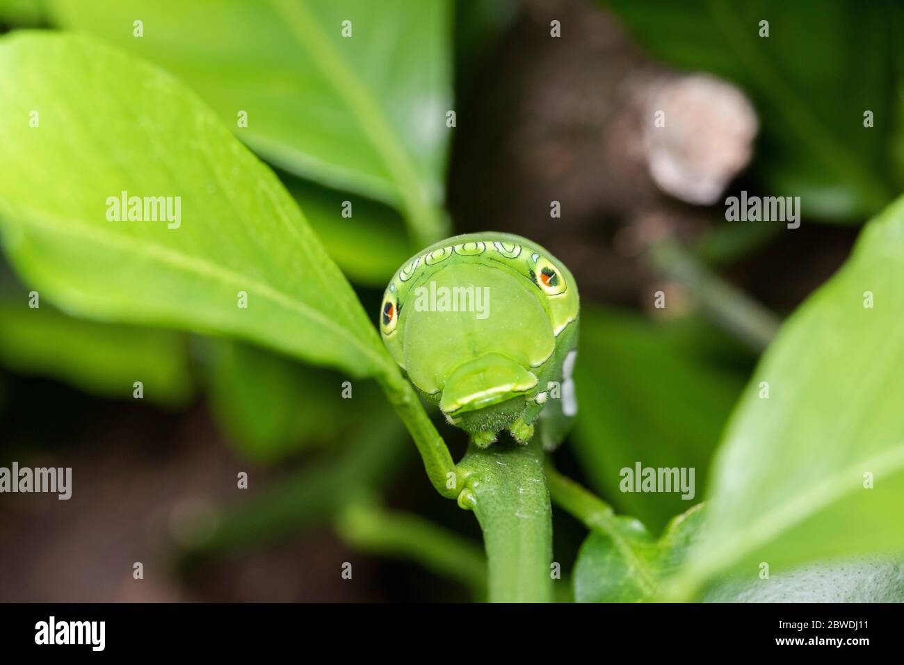 Larva of Asian swallowtail (Papilio xuthus), on Mikan orange tree, Isehara City, Kanagawa Prefecture ,Japan Stock Photo