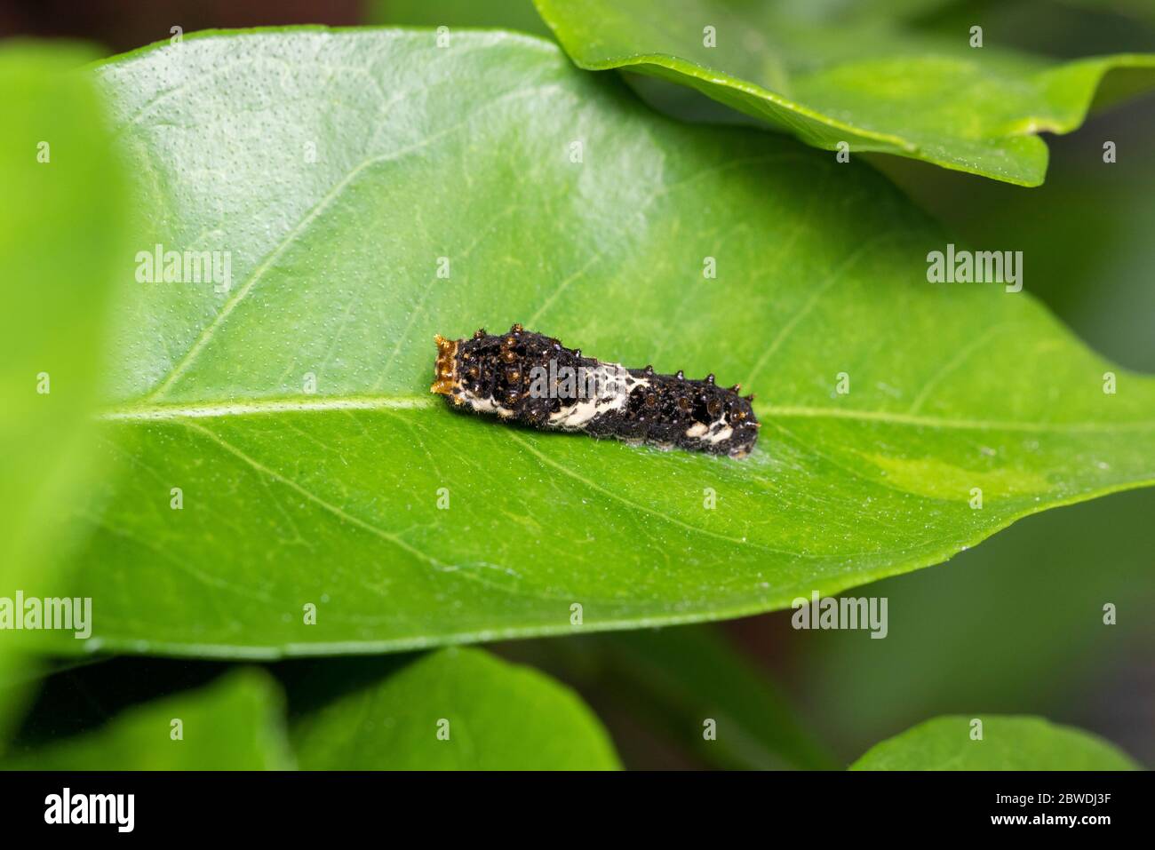 Larva of Asian swallowtail (Papilio xuthus), on Mikan orange tree, Isehara City, Kanagawa Prefecture ,Japan Stock Photo
