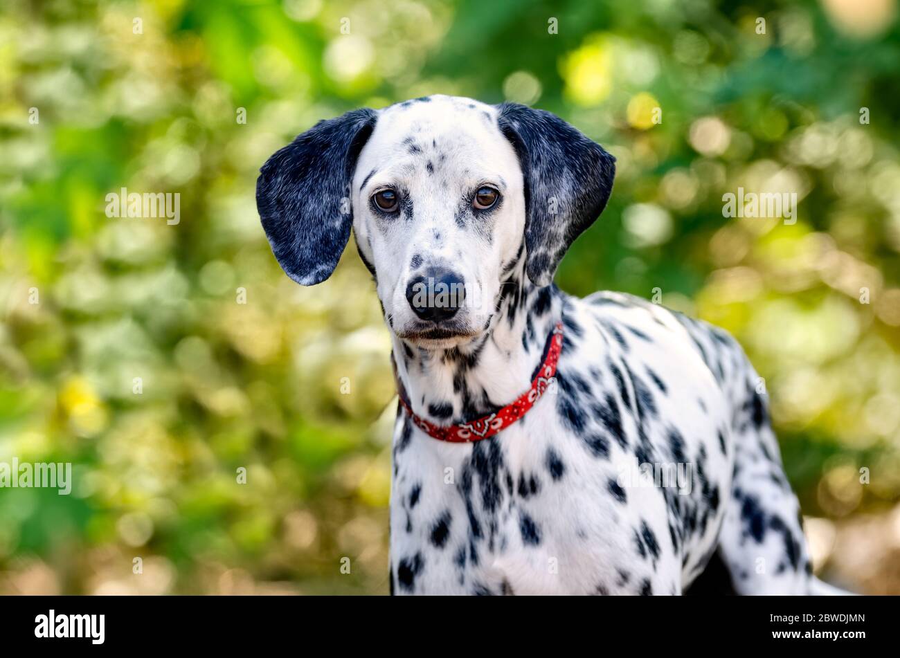 A Dalmatian Purebred is Outside Looking Straight at the Camera Stock Photo