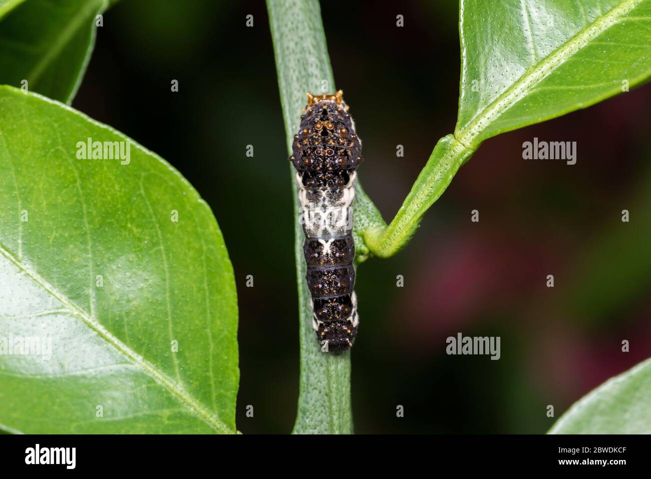 Larva of Asian swallowtail (Papilio xuthus), on Mikan orange tree, Isehara City, Kanagawa Prefecture ,Japan Stock Photo