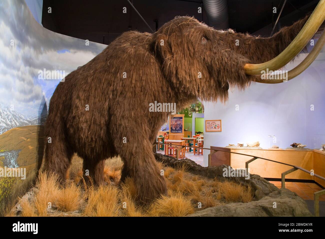 Wolly Mammoth, International Wildlife Museum, Tucson, Pima County