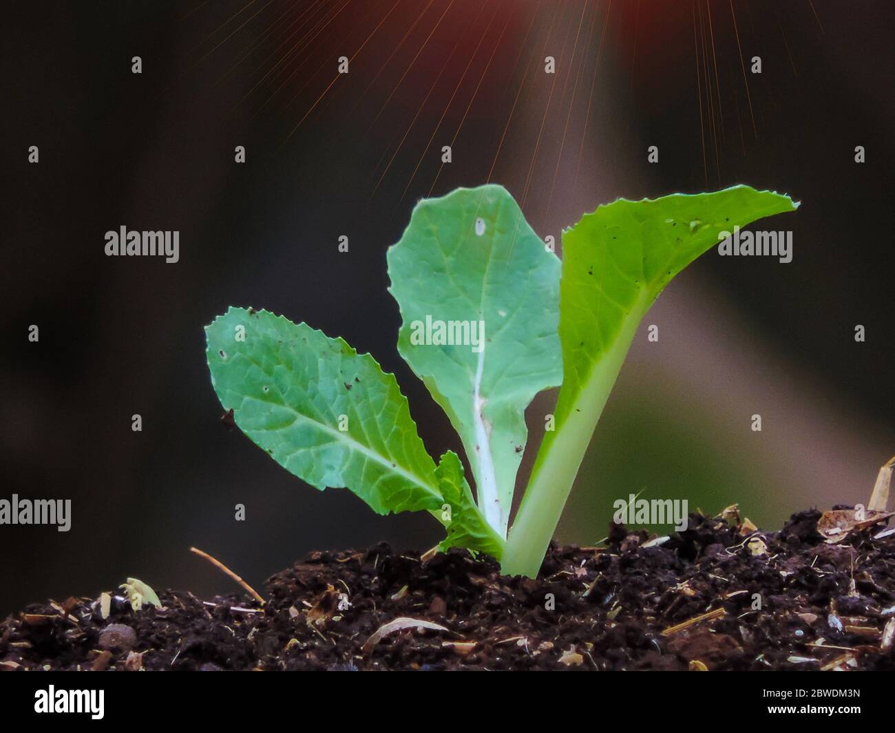 Chinese cabbage seedlings Stock Photo Alamy