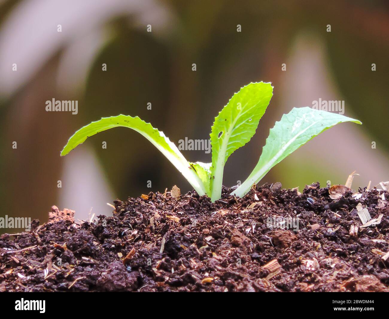 Chinese cabbage seedlings Stock Photo Alamy