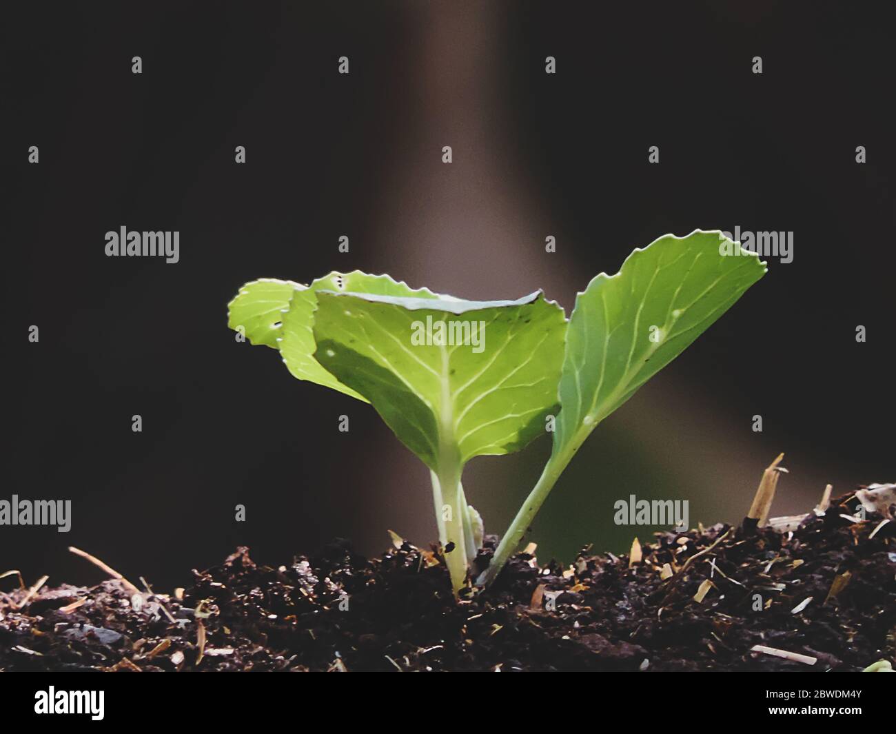 Chinese cabbage seedlings Stock Photo Alamy