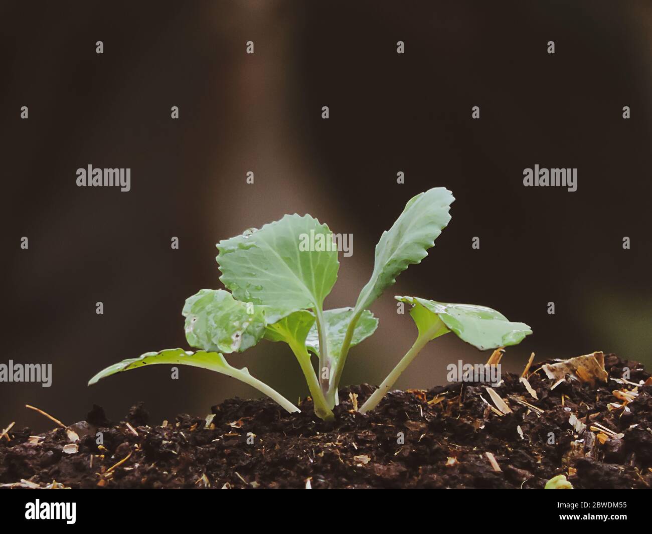 Chinese cabbage seedlings Stock Photo Alamy