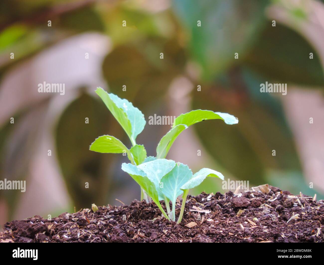 Chinese cabbage seedlings Stock Photo Alamy