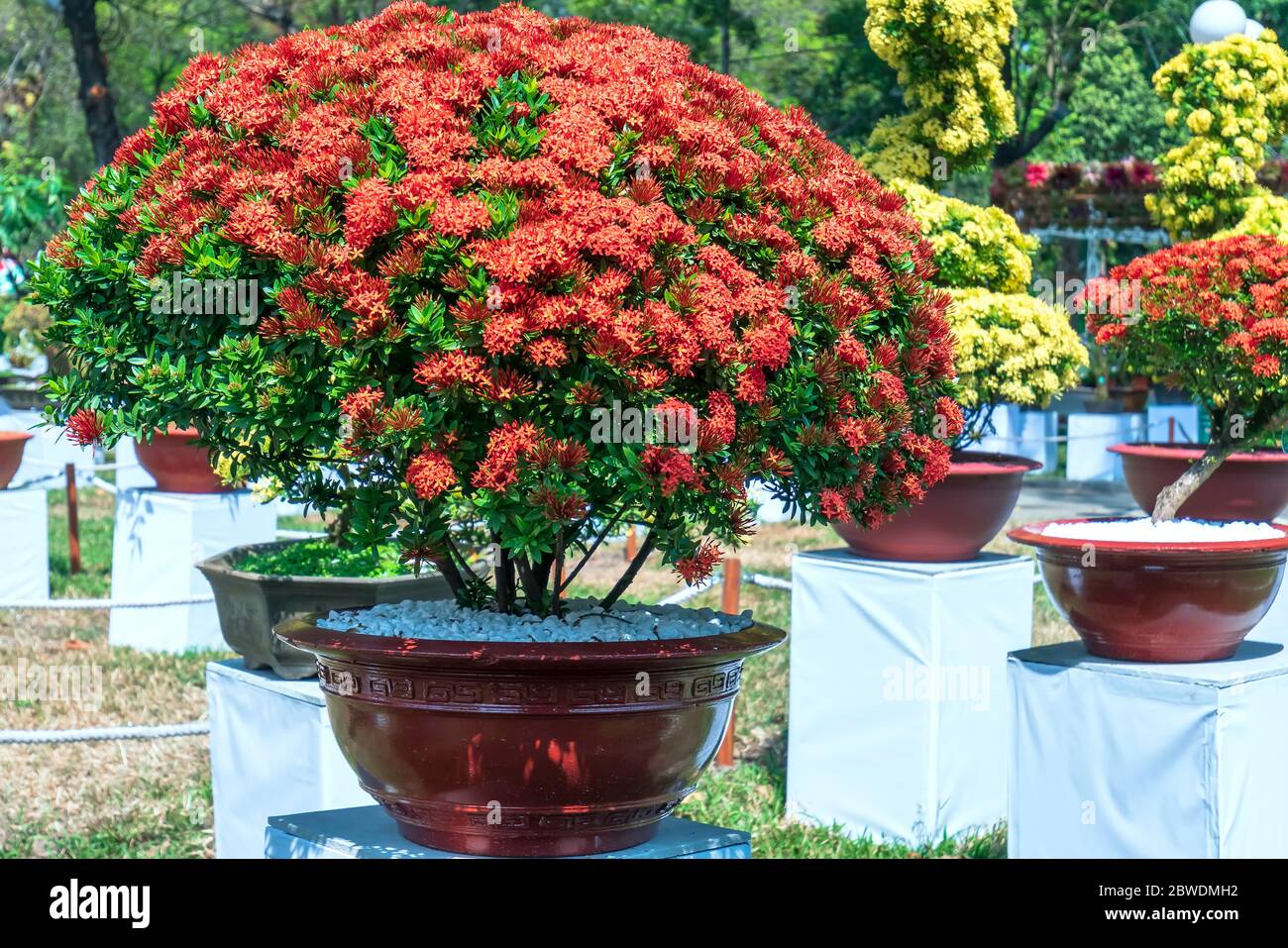 Ixora or jungle flame blooms in bonsai tree spring morning really