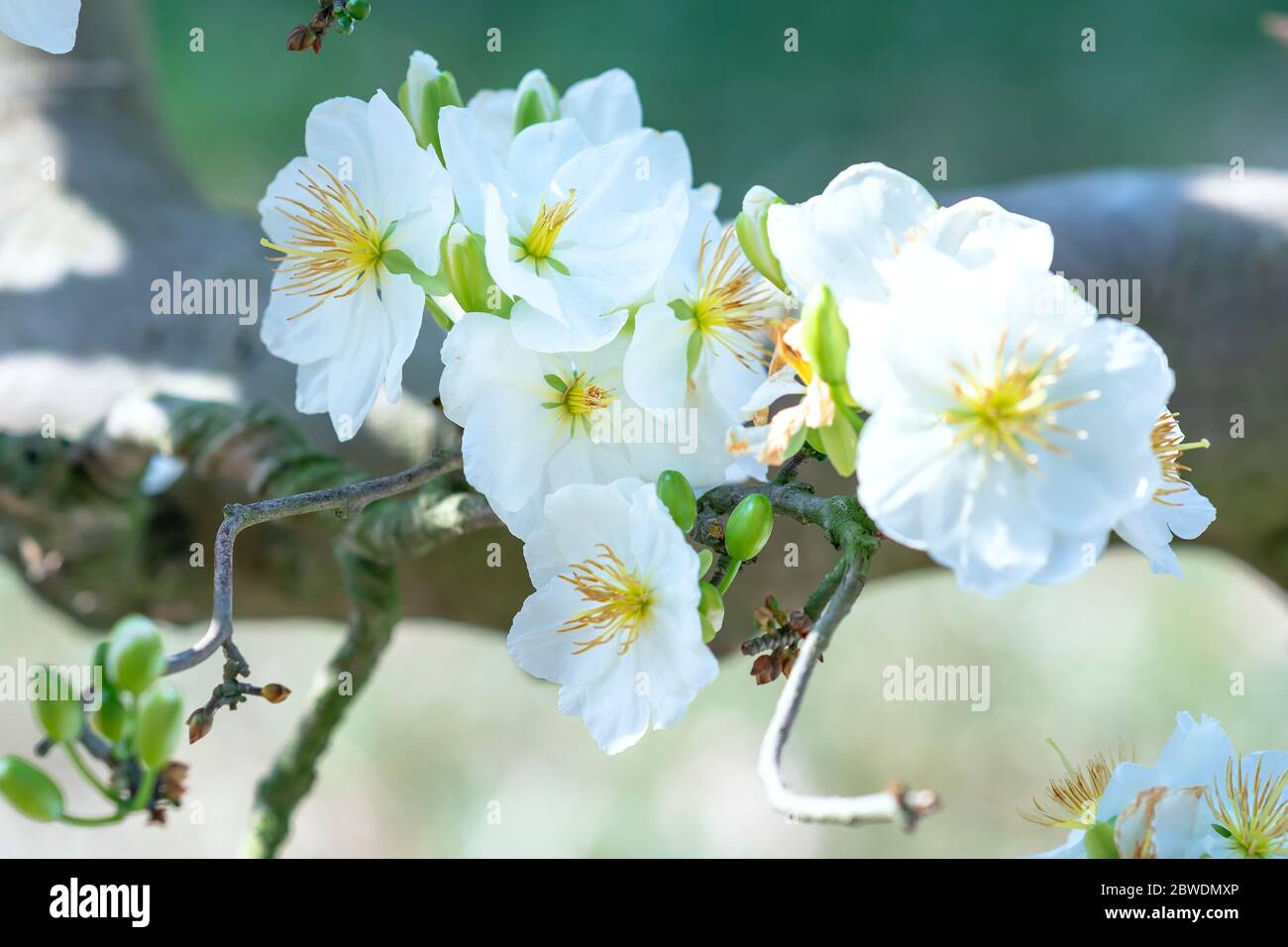 White Apricot Flowers Blooming Fragrant Petals Signaling Spring Has Come This Is The Symbolic Flower For Good Luck Stock Photo Alamy White Apricot Flowers Blooming Fragrant Petals Signaling Spring Has Come This Is The Symbolic Flower For Good Luck Stock Photo Alamy