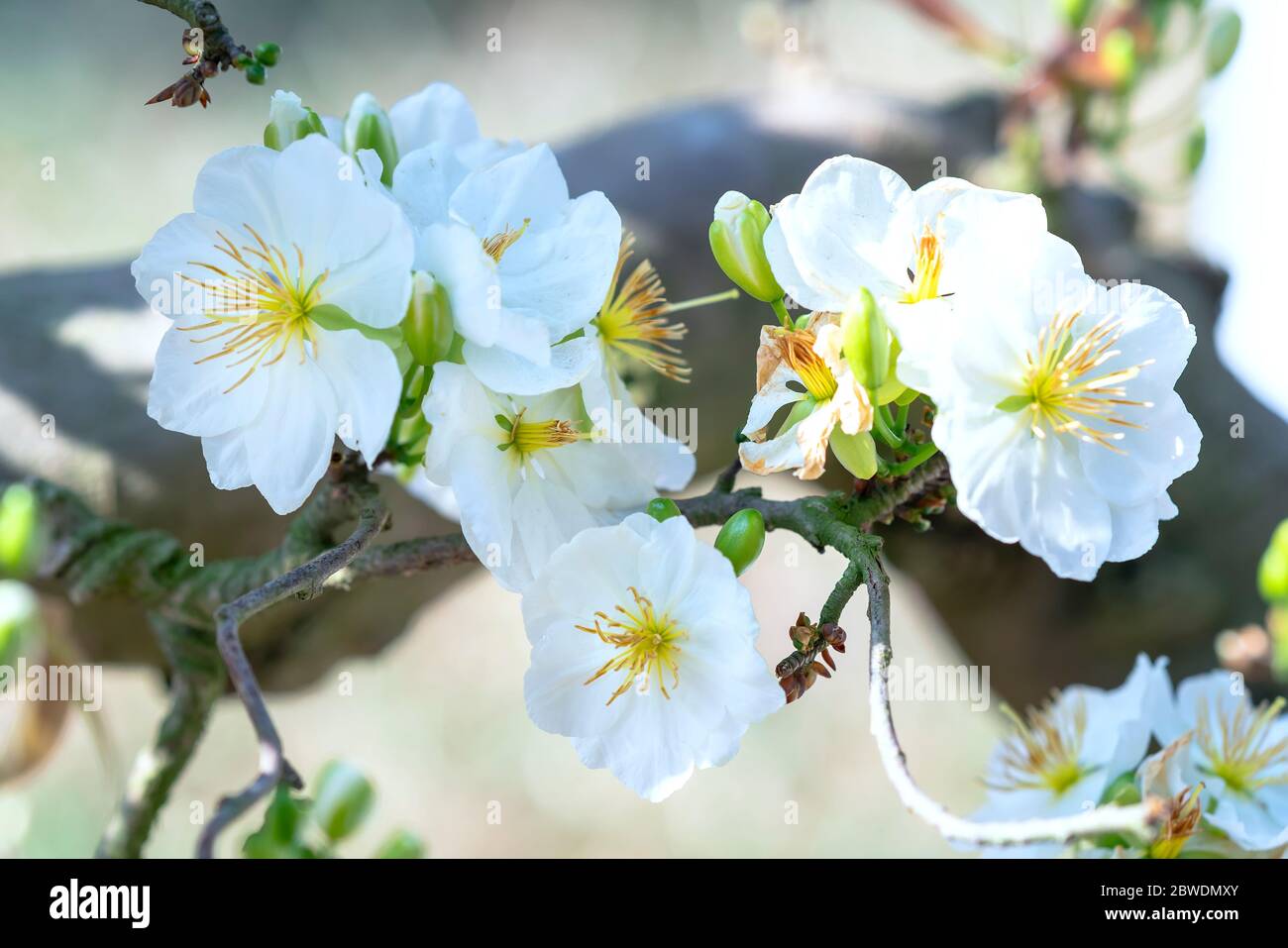 White Apricot Flowers Blooming Fragrant Petals Signaling Spring Has Come This Is The Symbolic Flower For Good Luck Stock Photo Alamy White Apricot Flowers Blooming Fragrant Petals Signaling Spring Has Come This Is The Symbolic Flower For Good Luck Stock Photo Alamy